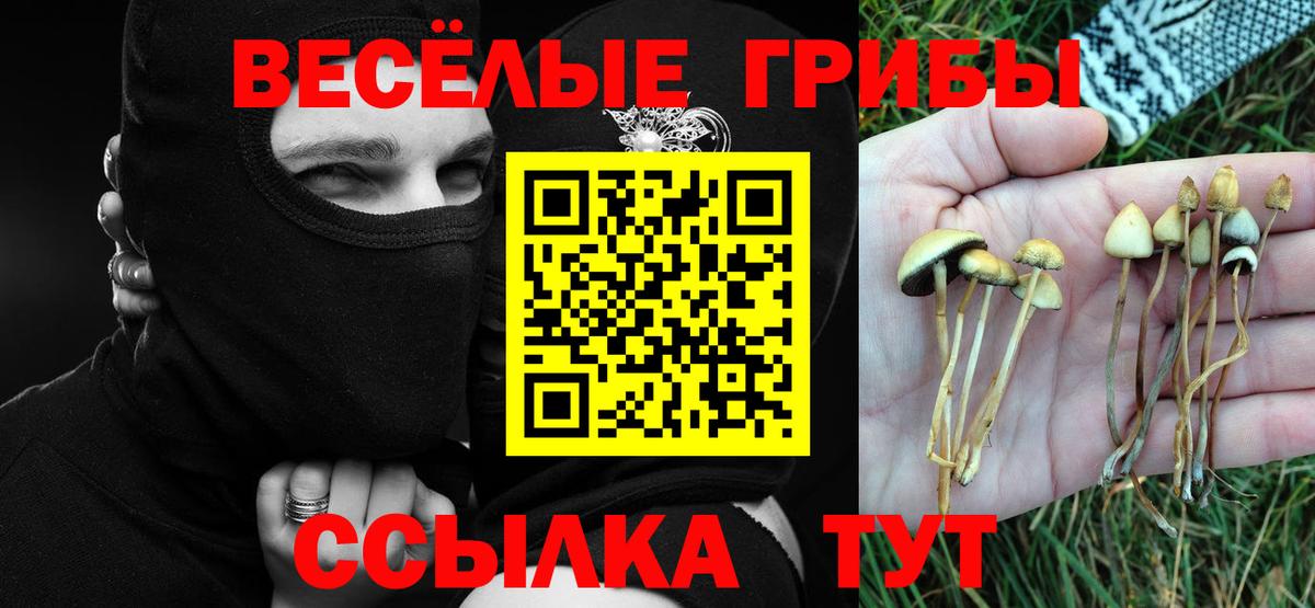 Галлюциногенные грибы Psilocybine cubensis  Вход с VPN  Ленинск-Кузнецкий 